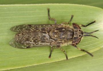 Haematopota grandis Copyright: Peter Harvey