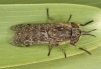 Haematopota grandis