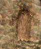 Depressaria daucella 7 