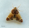 Pyralis farinalis 2