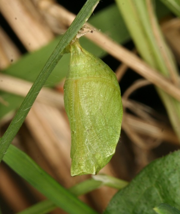 Pararge aegeria pupa Copyright: Peter Harvey