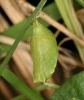 Pararge aegeria pupa Copyright: Peter Harvey