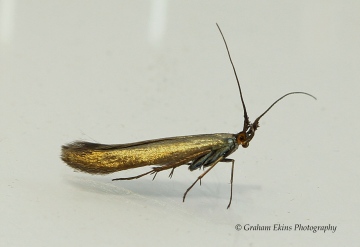 Coleophora amethystinella 5 GD Copyright: Graham Ekins