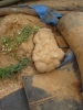 Mammillated sarsen stone found at Goldsands Pit in 2008
