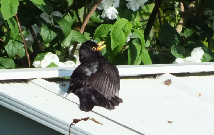 Blackbird Copyright: Peter Pearson