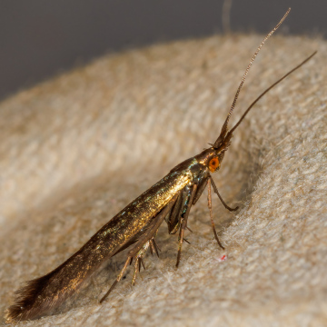 Coleophora amethystinella 25-05-2024 Copyright: Bill Crooks