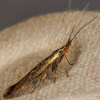 Coleophora amethystinella 25-05-2024 Copyright: Bill Crooks