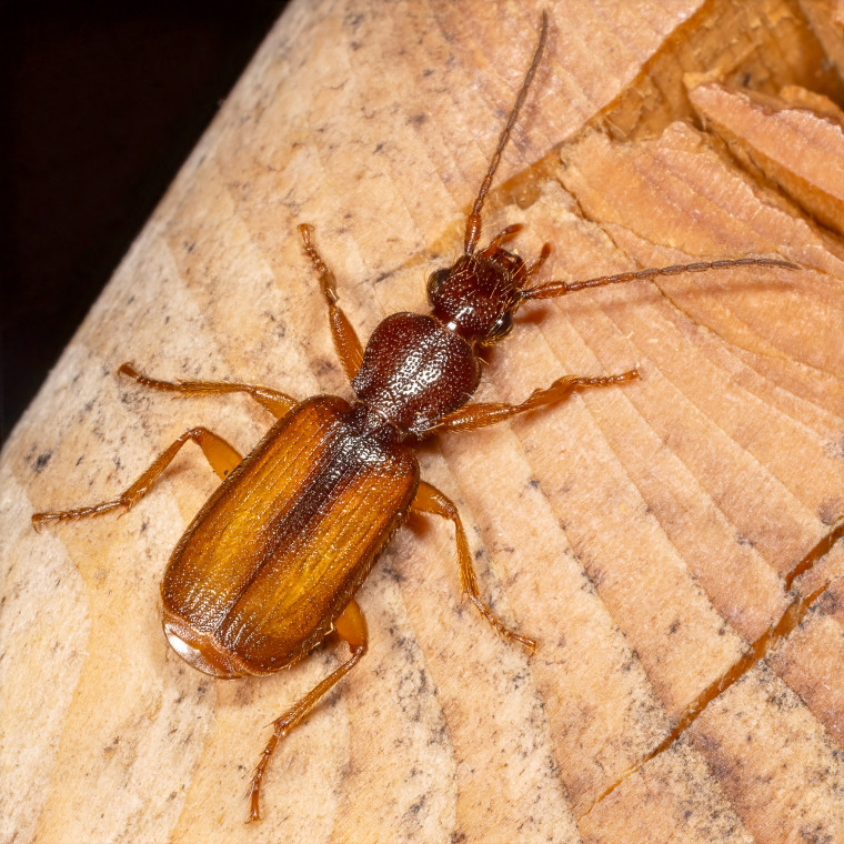 Polistichus connexus 16-08-2025 Copyright: Bill Crooks