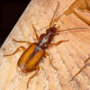 Polistichus connexus 16-08-2025