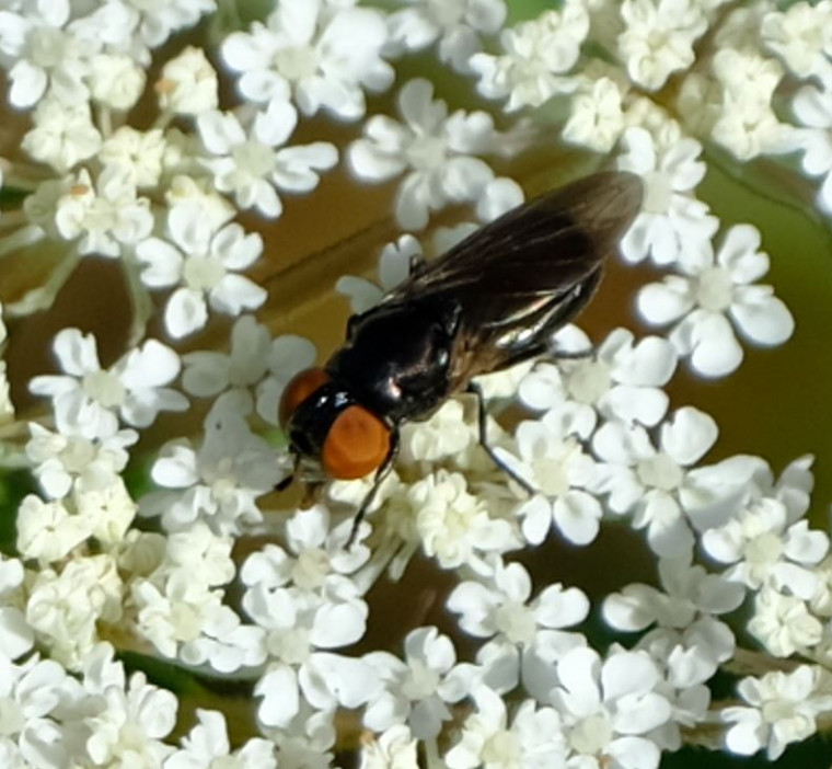 Chrysogaster solstitialis Copyright: Peter Squire