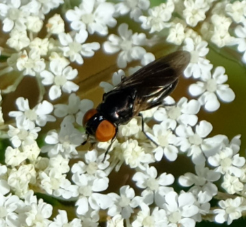 Chrysogaster solstitialis Copyright: Peter Squire