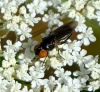 Chrysogaster solstitialis 