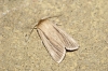 Smoky Wainscot Copyright: Ben Sale