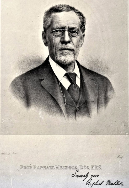Professor Raphael Meldola FRS EFC President 18801882 1901 1902 Copyright: William George