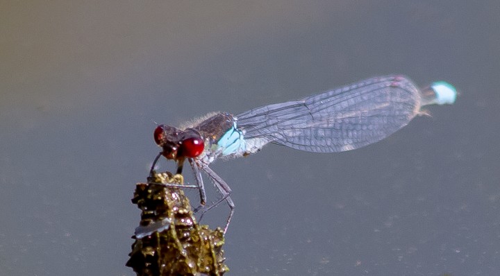 Red-eyed Damselfly Dagenham Chase Copyright: Alan Shearman