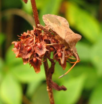 Dock Bug (Coreus marginatus) Copyright: Mel Jackson Bridge