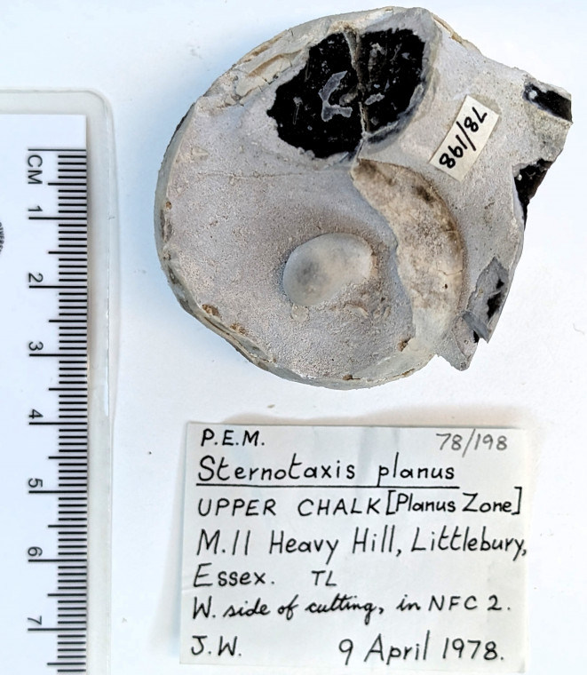 Echinoid Sternotaxis planus Littlebury M11 1978 198 bottom Copyright: Essex Field Club M11 1978