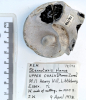 Echinoid Sternotaxis planus Littlebury M11 1978 198 bottom