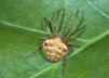 Araneus triguttatus 