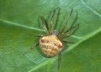 Araneus triguttatus