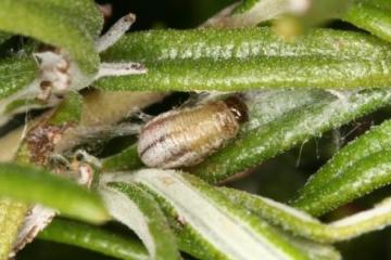 Chrysolina americana larva Copyright: Peter Harvey