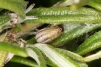 Chrysolina americana larva 
