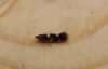 Bucculatrix cidarella.