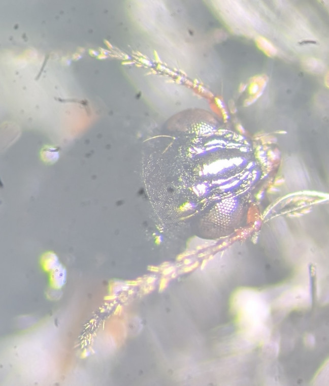 Bembidion gilvipes frons Copyright: Robert Smith