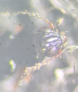 Bembidion gilvipes frons Copyright: Robert Smith