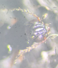 Bembidion gilvipes frons