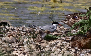 Common Tern Copyright: Graham Smith