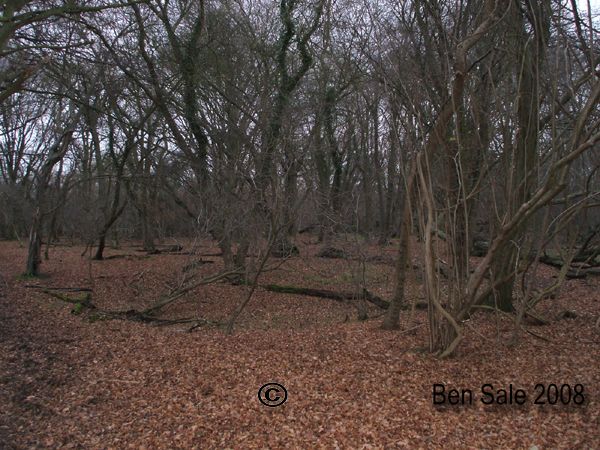 Hatfield Forest Copyright: Ben Sale