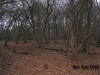 Hatfield Forest