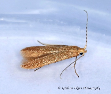 Coleophora lutipennella  GD Copyright: Graham Ekins