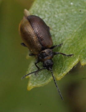 Lochmaea caprea Copyright: Robert Smith