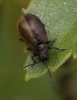 Lochmaea caprea Copyright: Robert Smith