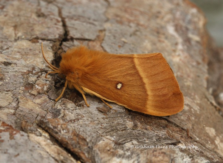 Lasiocampa quercus  Oak Eggar Copyright: Graham Ekins