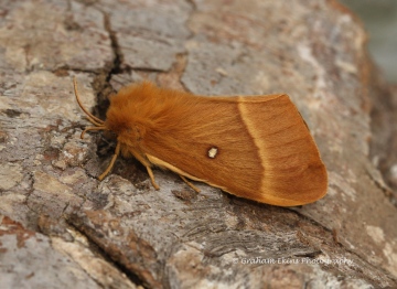 Lasiocampa quercus  Oak Eggar Copyright: Graham Ekins