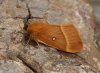 Lasiocampa quercus  Oak Eggar Copyright: Graham Ekins