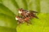 Myopa testacea 