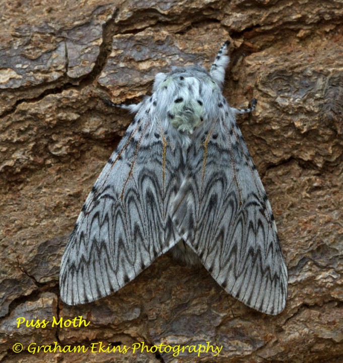 Puss Moth  Cerura vinula Copyright: Graham Ekins