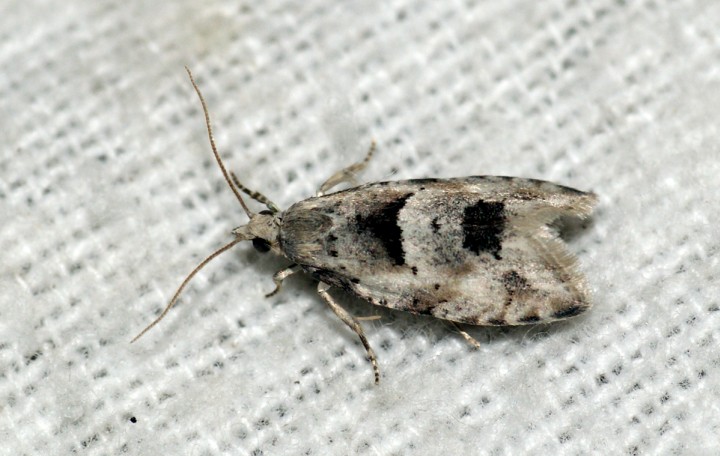 Epinotia bilunana 3 Copyright: Ben Sale