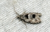 Epinotia bilunana 3 Copyright: Ben Sale