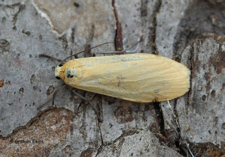 Eilema sororcula  Orange Footman 1 Copyright: Graham Ekins