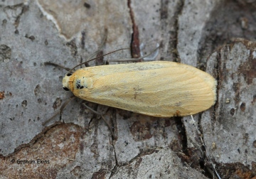 Eilema sororcula  Orange Footman 1 Copyright: Graham Ekins