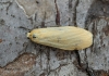 Eilema sororcula  Orange Footman 1 Copyright: Graham Ekins