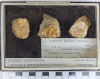 Chingford London Clay Fossils Cytherea tenuistriata bivalves