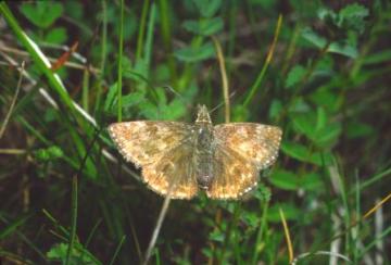 Erynnis tages Copyright: Peter Harvey