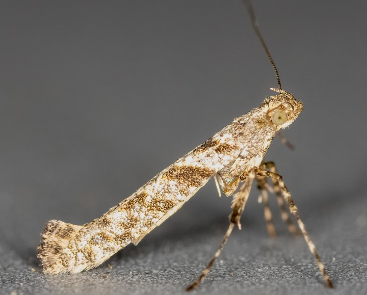 Caloptilia cuculipennella 23-07-2021 Copyright: Bill Crooks