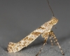 Caloptilia cuculipennella 23-07-2021